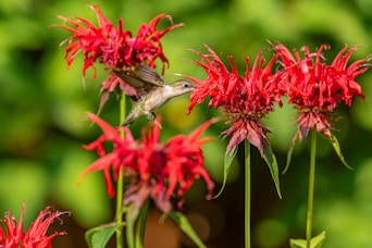 gray and white bird on red flower