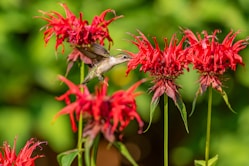 gray and white bird on red flower