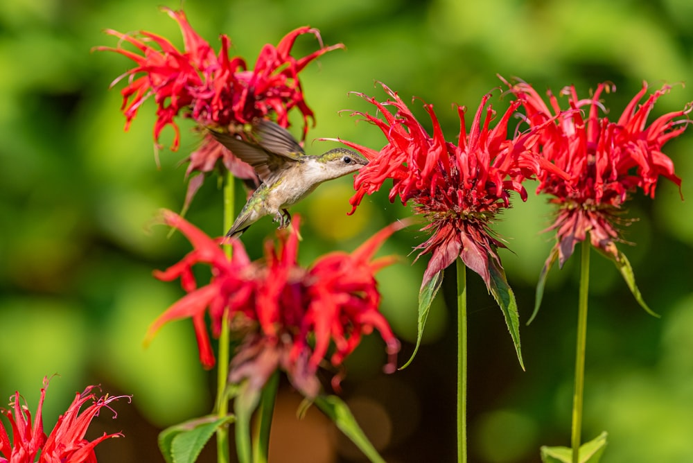 gray and white bird on red flower