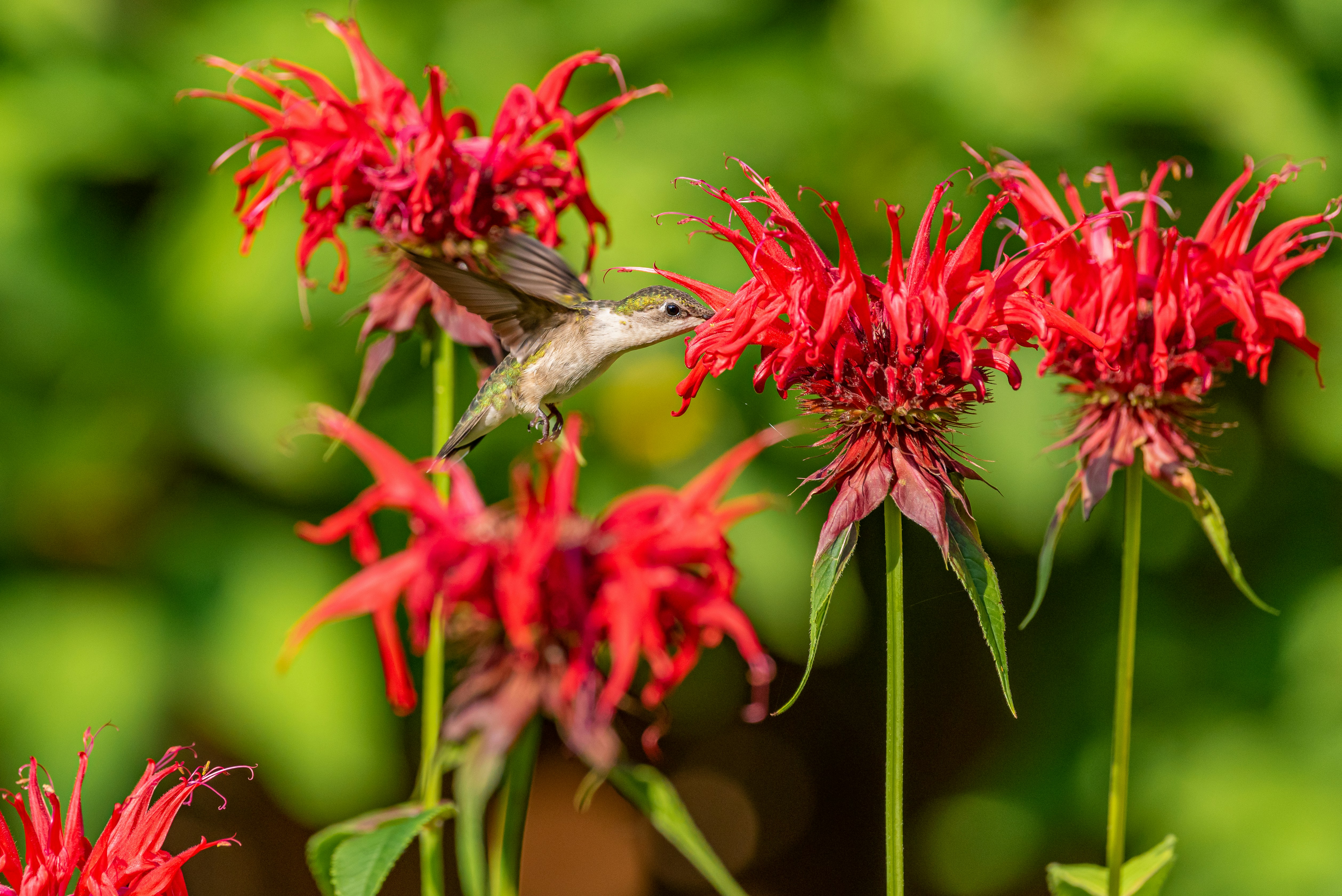 Bee balm flowers are excellent companion plants for tomatoes that attract pollinators and beneficial insects.