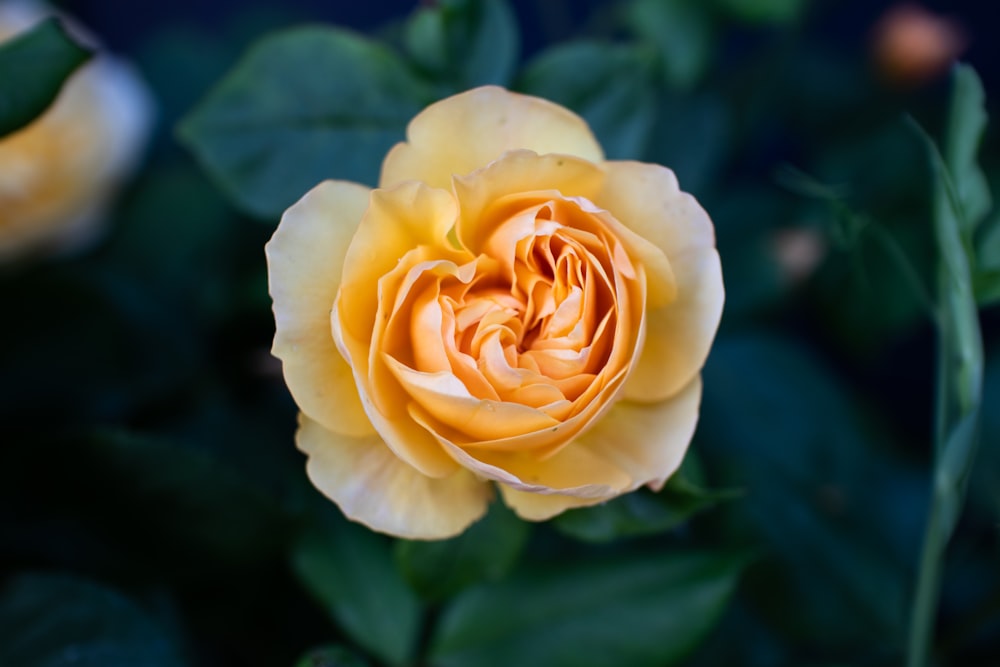 yellow rose in bloom during daytime