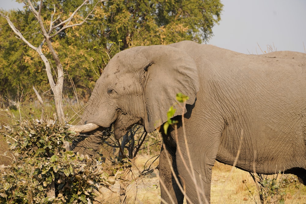 elephant walking on brown field during daytime