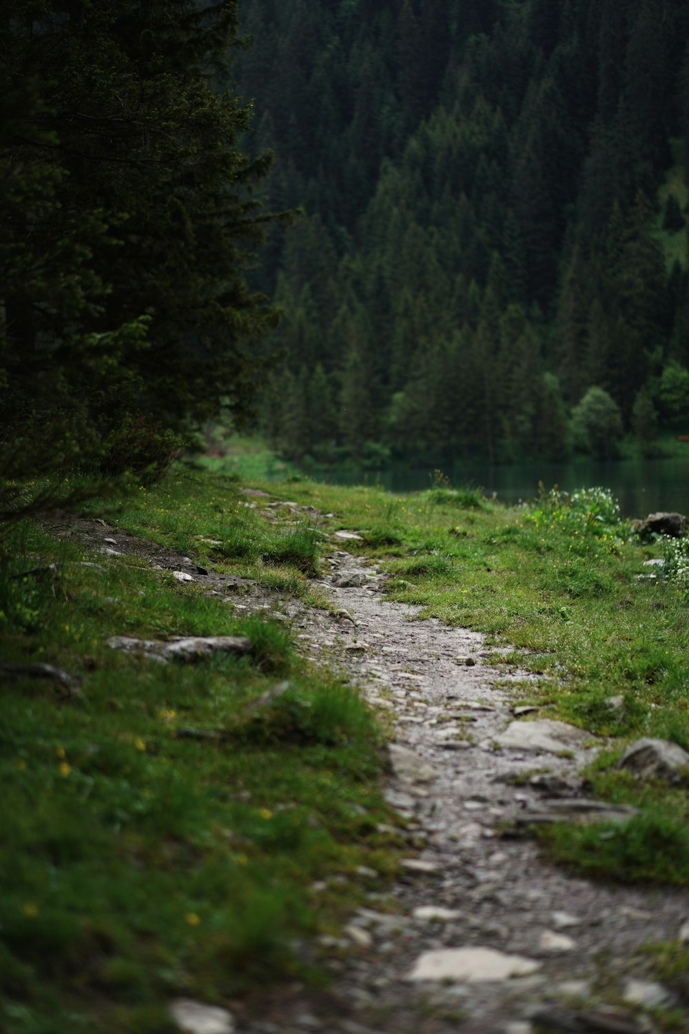 erba verde e alberi durante il giorno