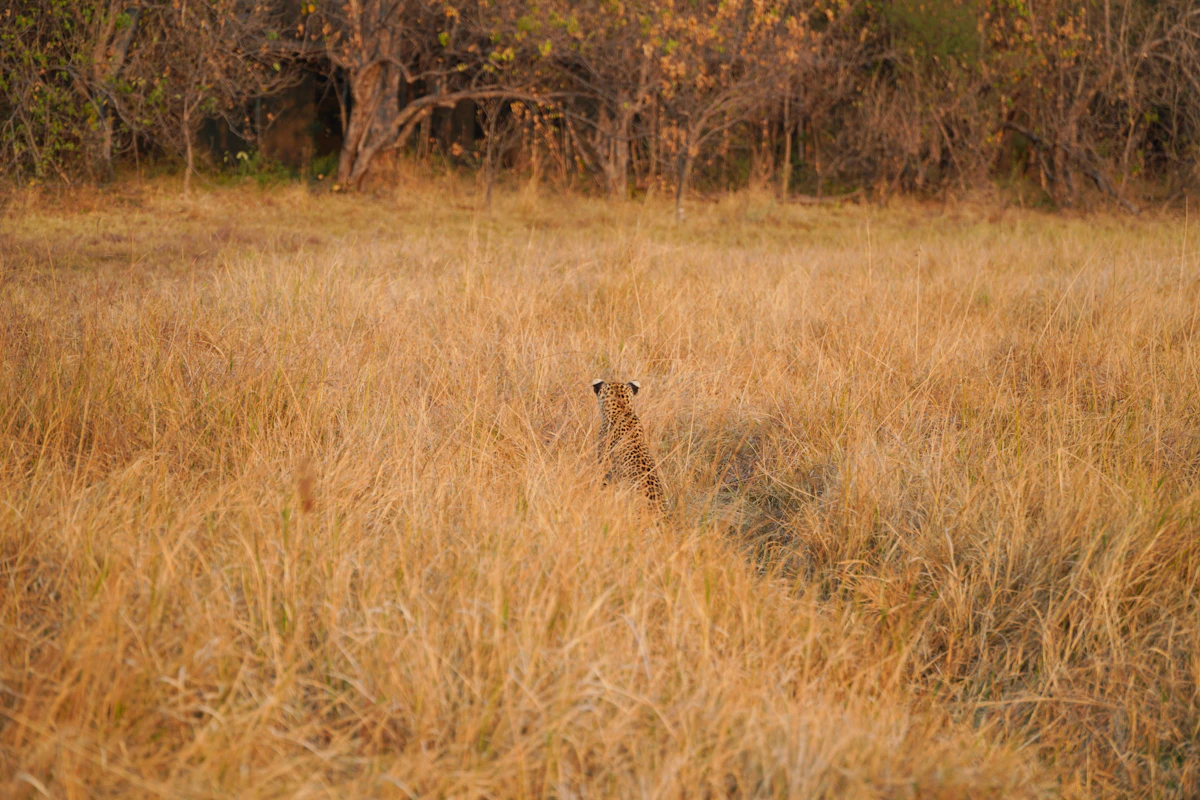 Botswana landscape — floodplains of the Okavango Delta at sunrise