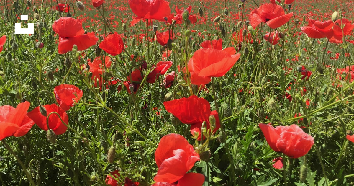 Champ de fleurs rouges sous le ciel bleu pendant la journée photo ...