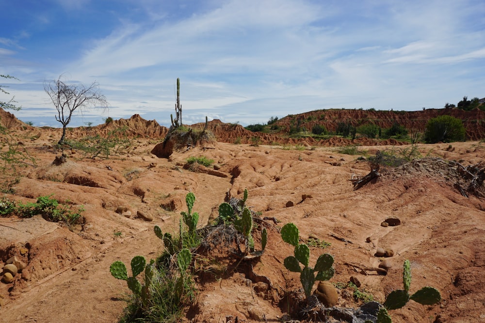 green plants on brown soil under blue sky during daytime