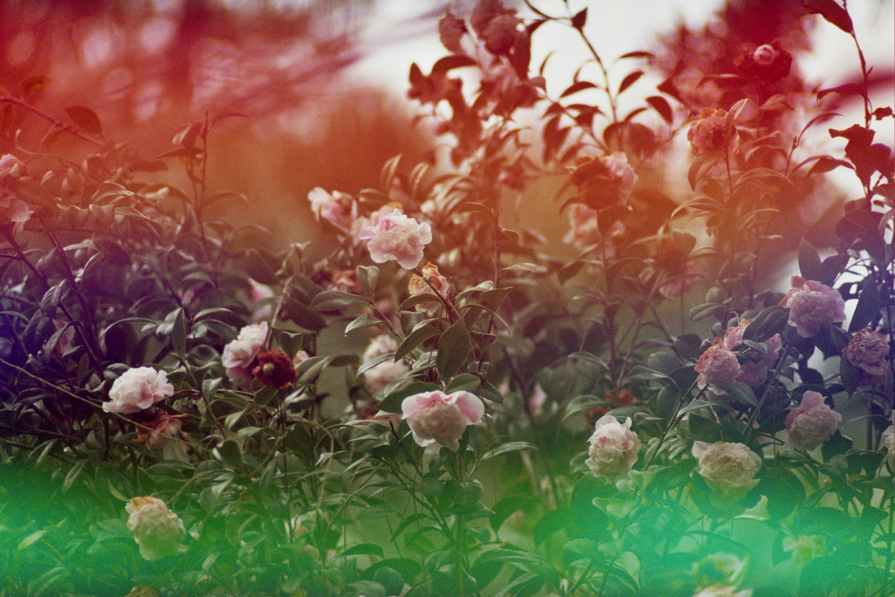 Photo by ashleyinguanta