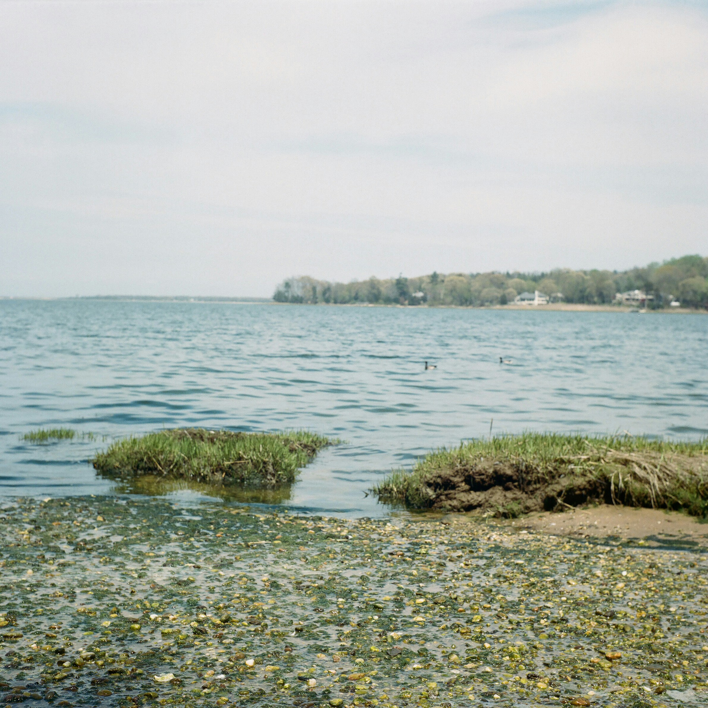 green grass on seashore during daytime