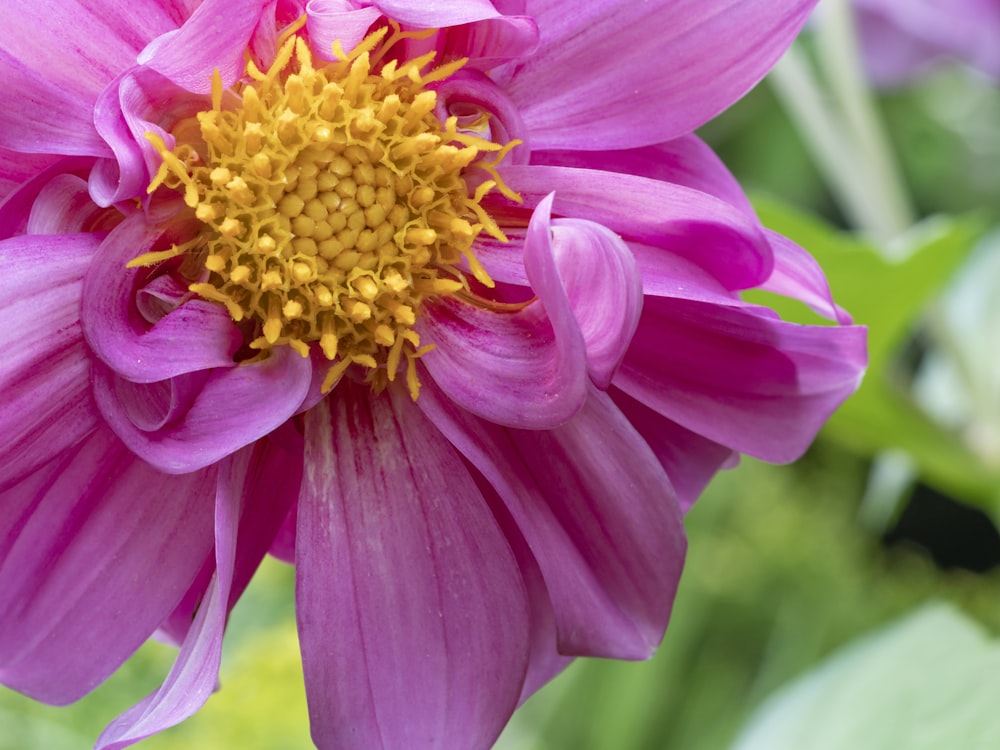 pink flower in tilt shift lens