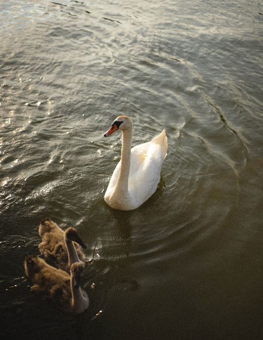 white swan on water during daytime in Tiszafüred Hungary