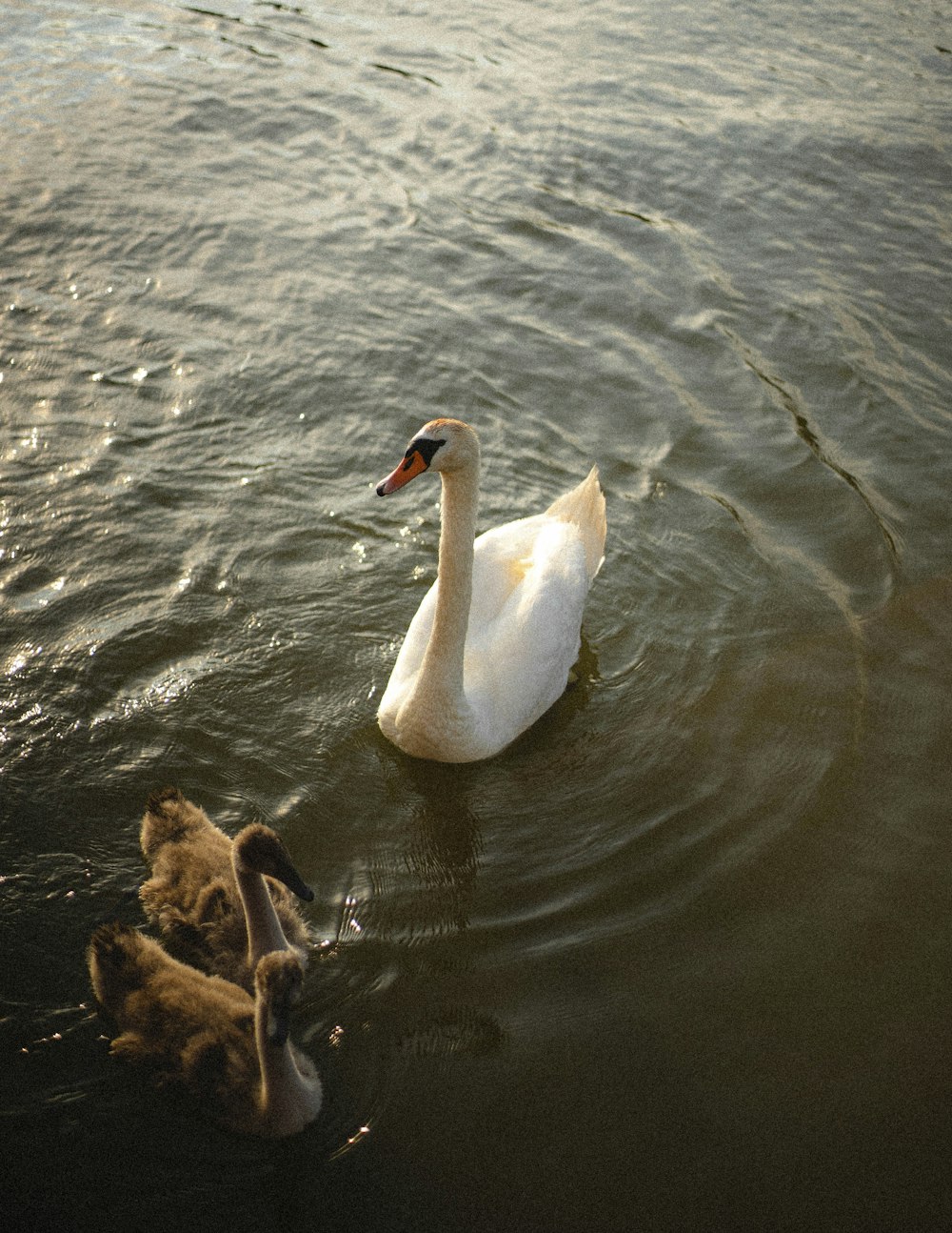 white swan on water during daytime