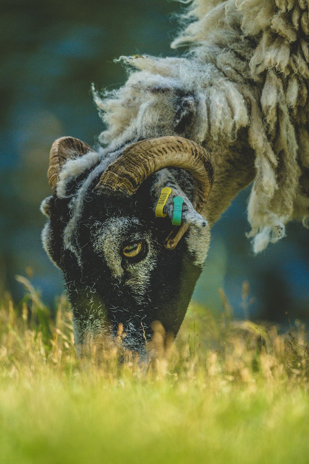 black and white ram on green grass during daytime