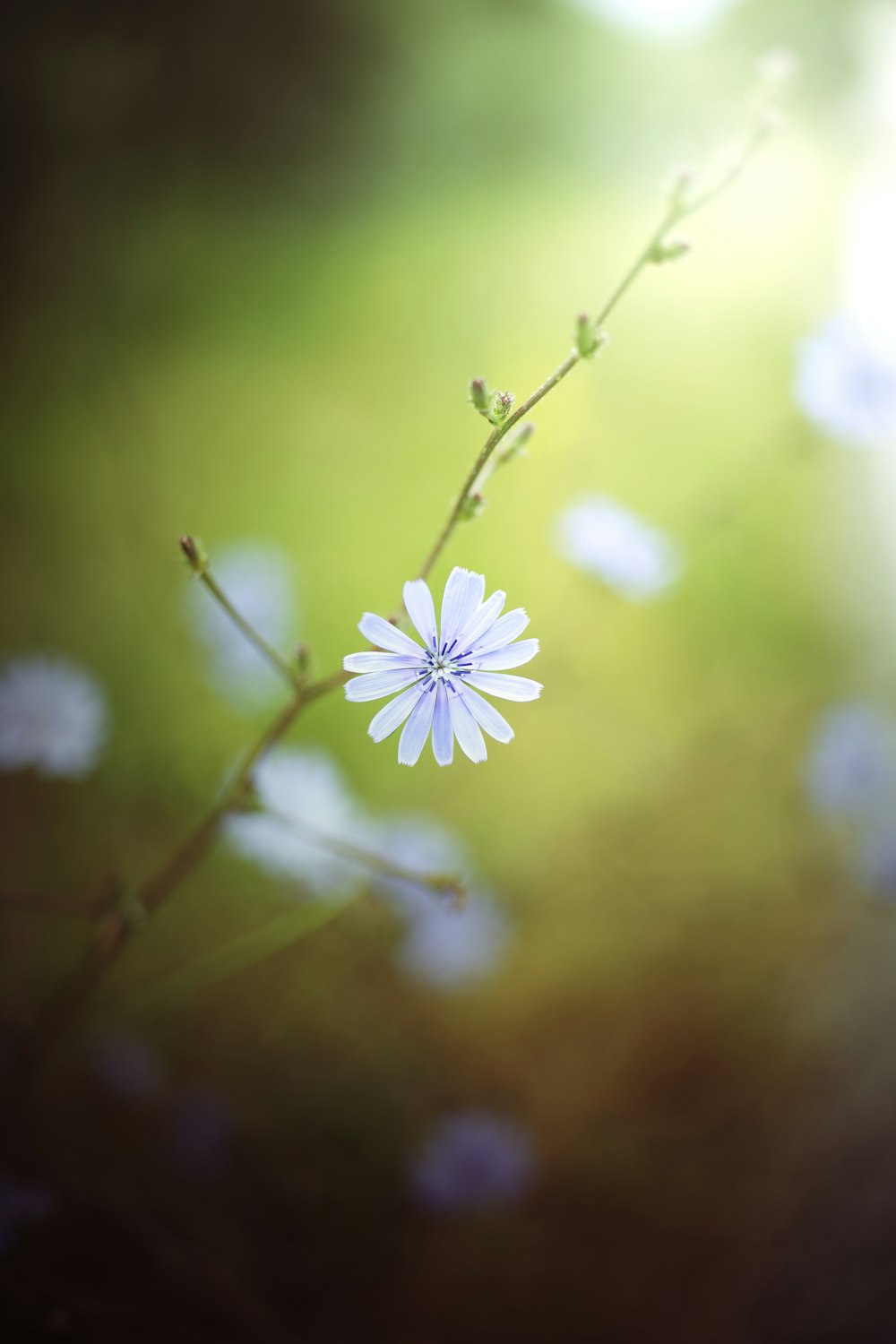 Fleur blanche et violette dans une lentille à bascule