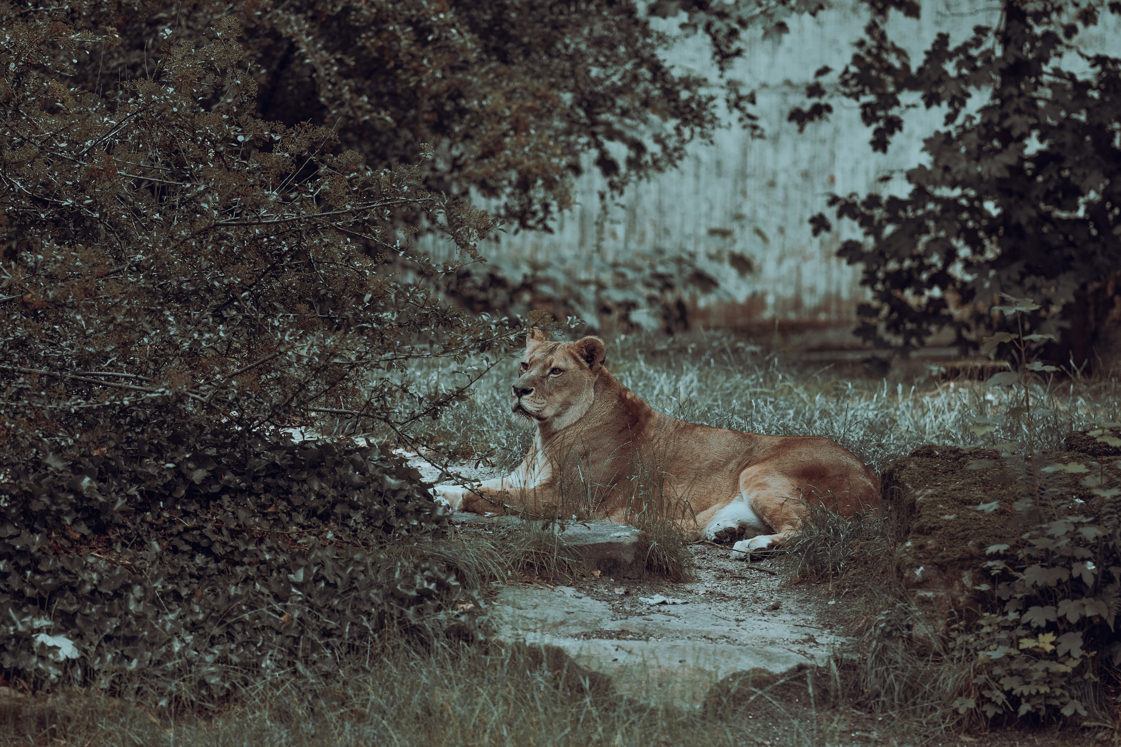 brown lioness on green grass field during daytime