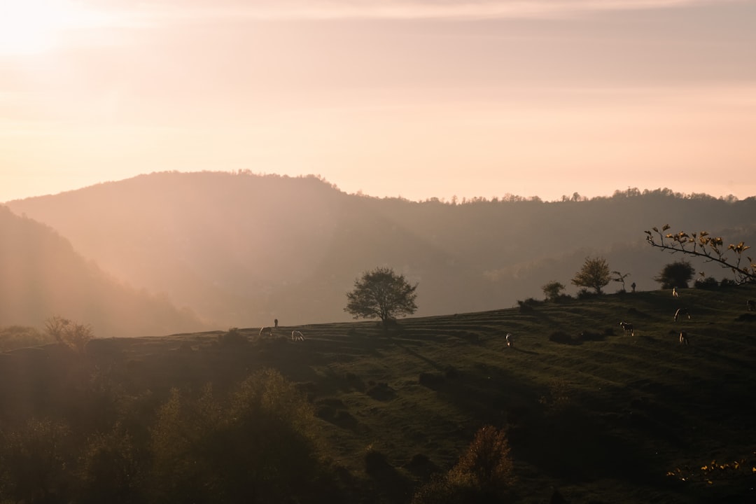 green trees on mountain during daytime