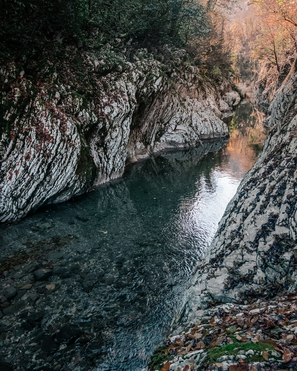 river between green trees during daytime