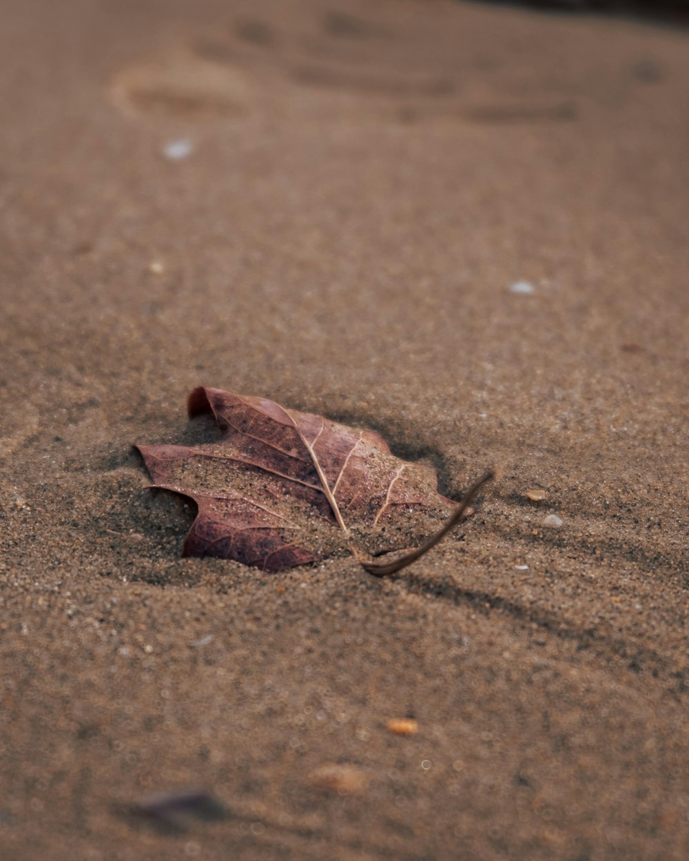 brown dried leaf on brown sand