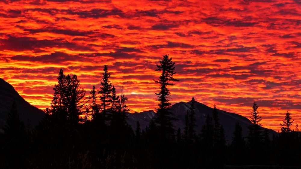 silhouette of trees during sunset