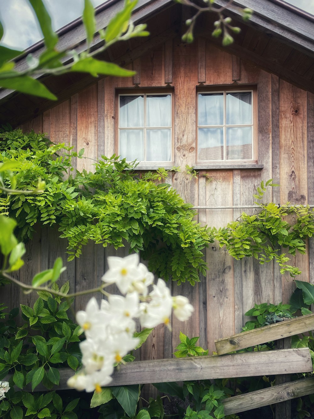 white flower near brown wooden fence