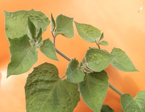 Large, healthy green leaves are attached to a stem against an orange background. The leaves have a textured surface with visible veins, and they vary in size.