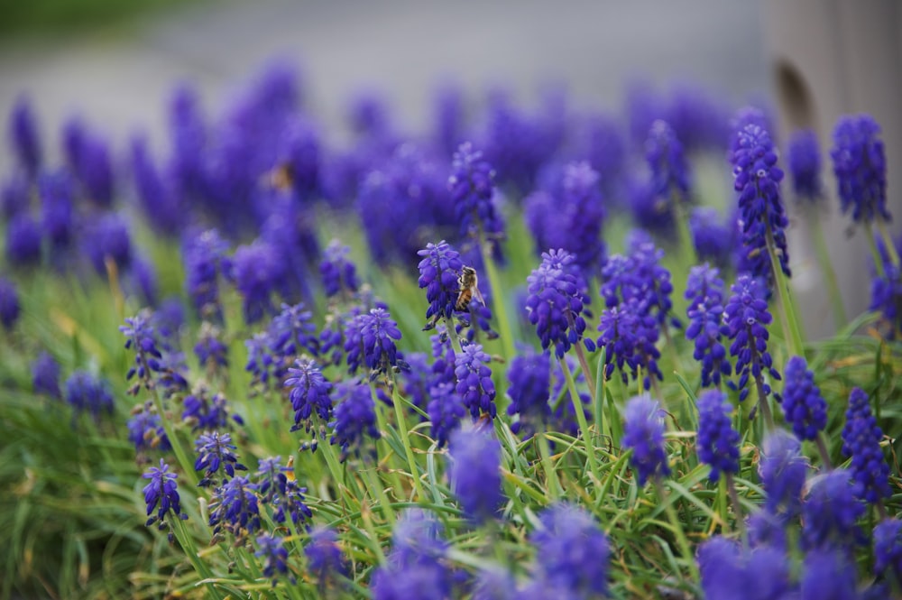 Foto flor morada en campo de hierba verde durante el día – Imagen Virginia  gratis en Unsplash