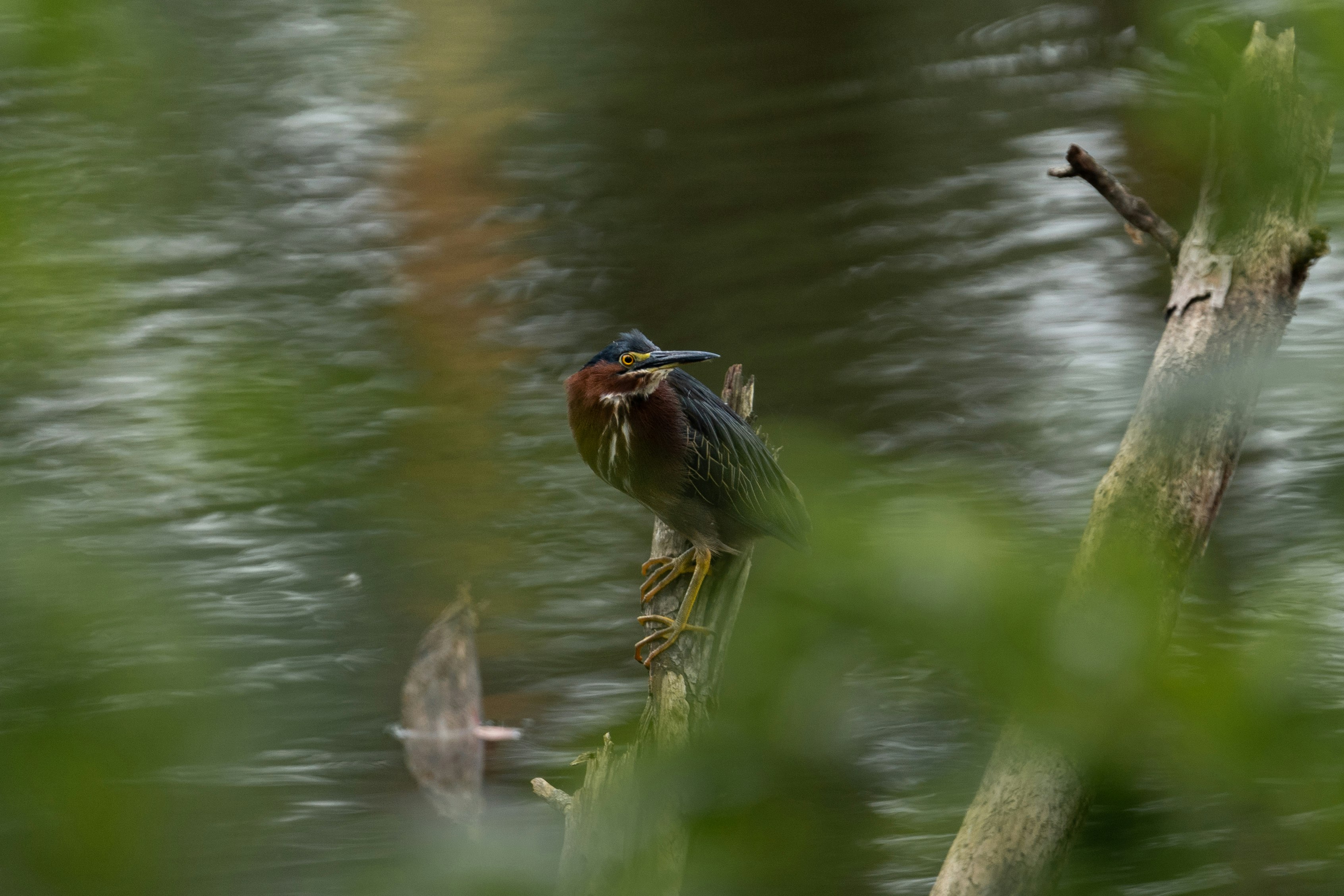 brown bird on brown tree branch