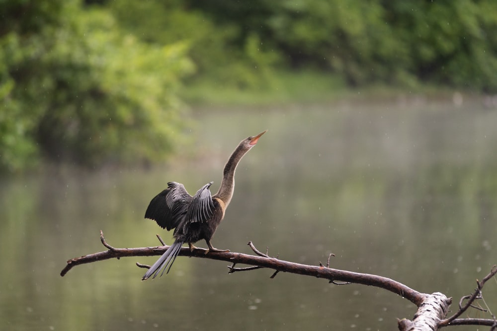 schwarz-weißer Vogel tagsüber auf braunem Ast