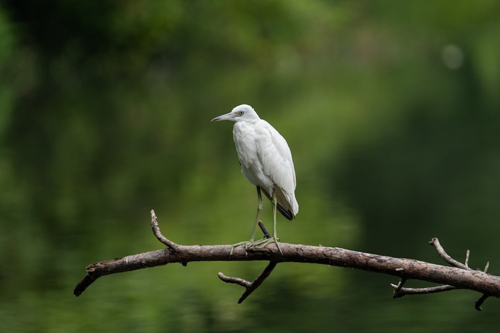 white stork perched on brown tree branch during daytime