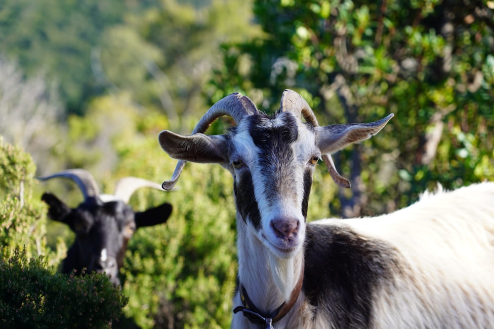 white and black goat in tilt shift lens