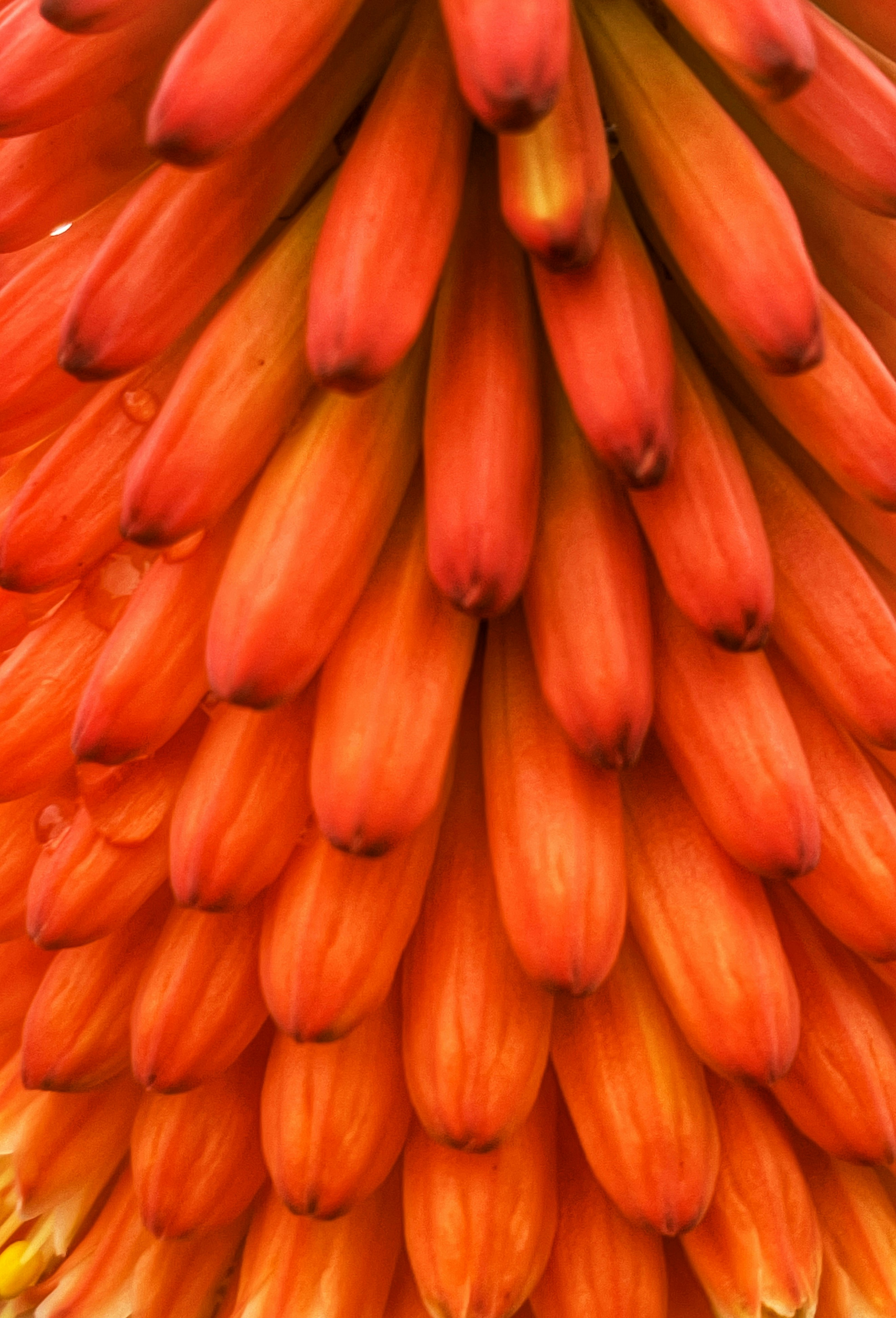 planta amarela e marrom na fotografia de perto