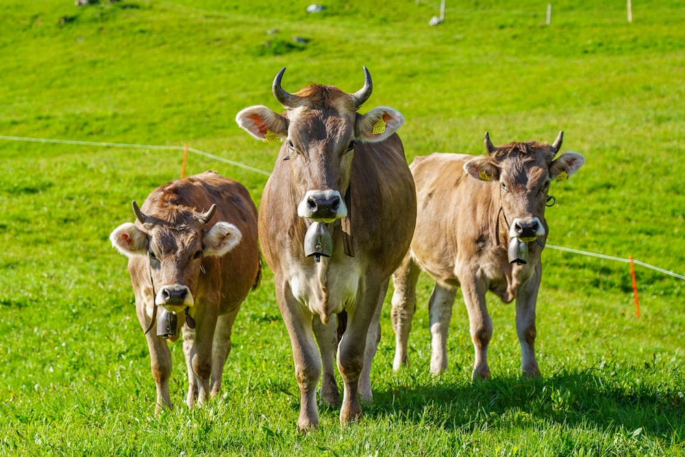 brown cow on green grass field during daytime