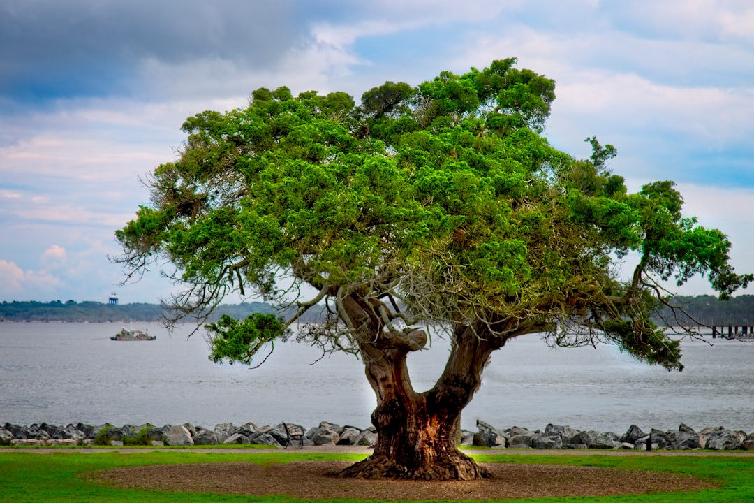 green tree on brown field near body of water during daytime