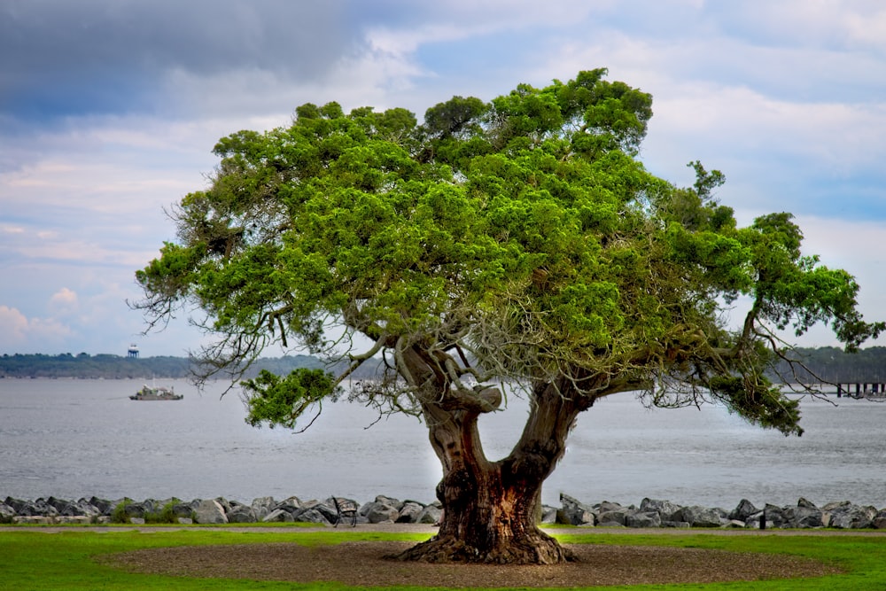 green tree on brown field near body of water during daytime