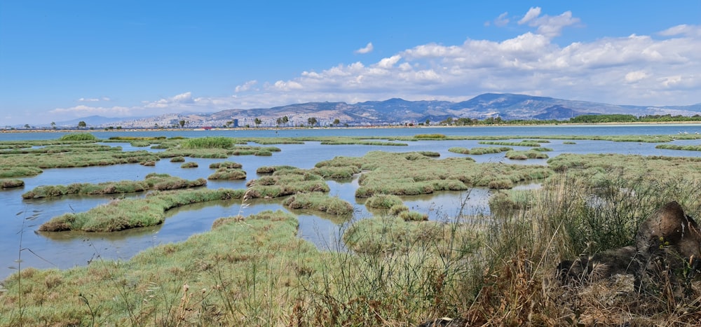 green grass near body of water under blue sky during daytime