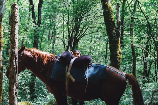 man in black jacket riding brown horse in Agsu Azerbaijan