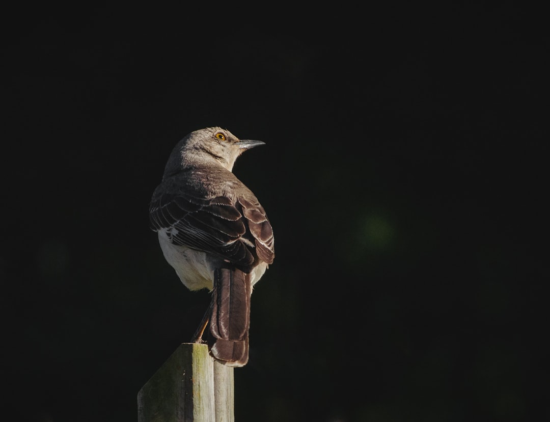 brown and white bird on brown wooden fence