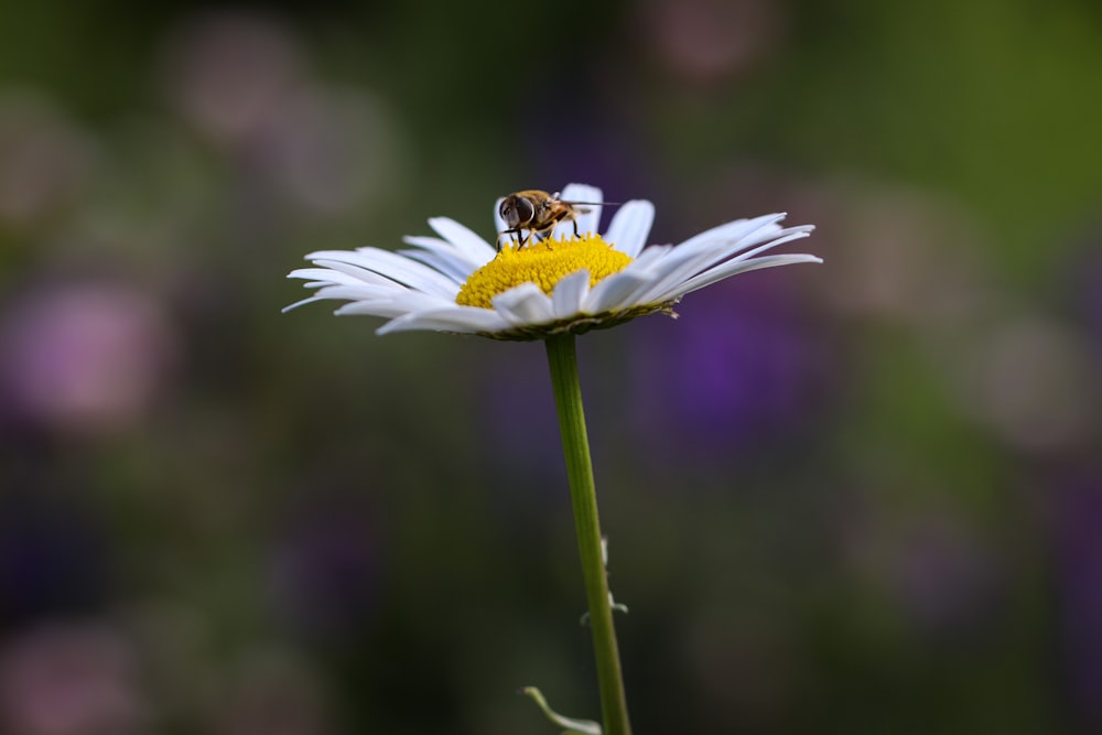 bee perched on white daisy in close up photography during daytime