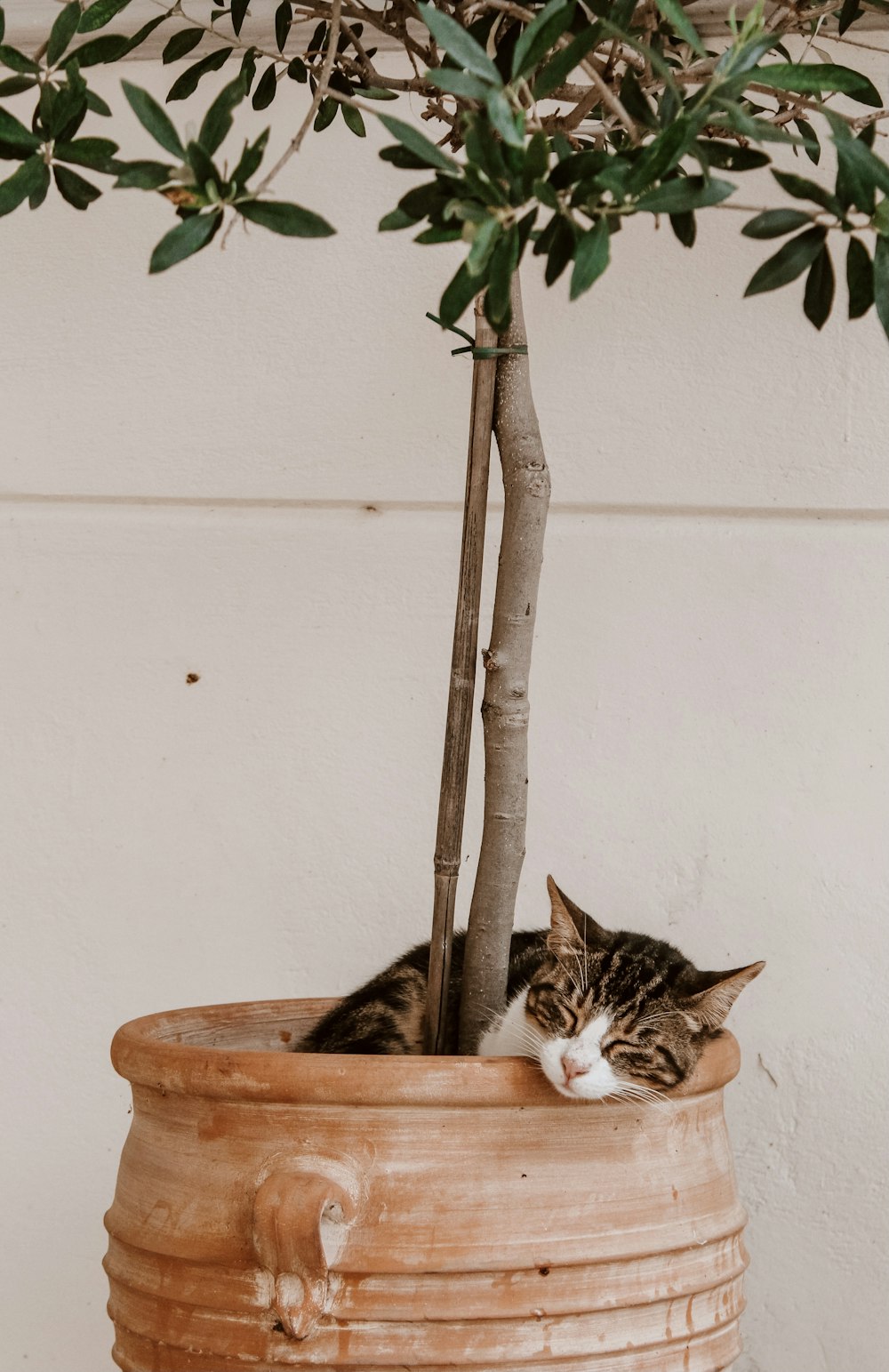 brown tabby cat on brown wooden pot