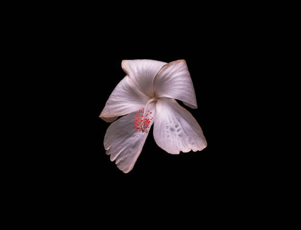 Althea Flower: Beauty and Healing
