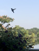 A hummingbird mid-flight near colorful flowers in a serene garden setting reflecting wellness and nature.