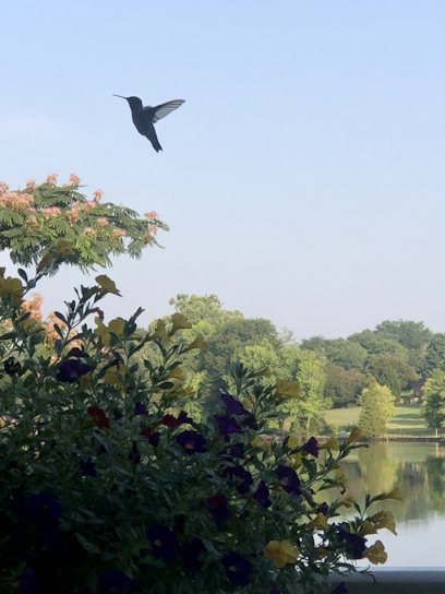 A serene scene of a hummingbird hovering near vibrant flowers in a peaceful New Zealand garden.