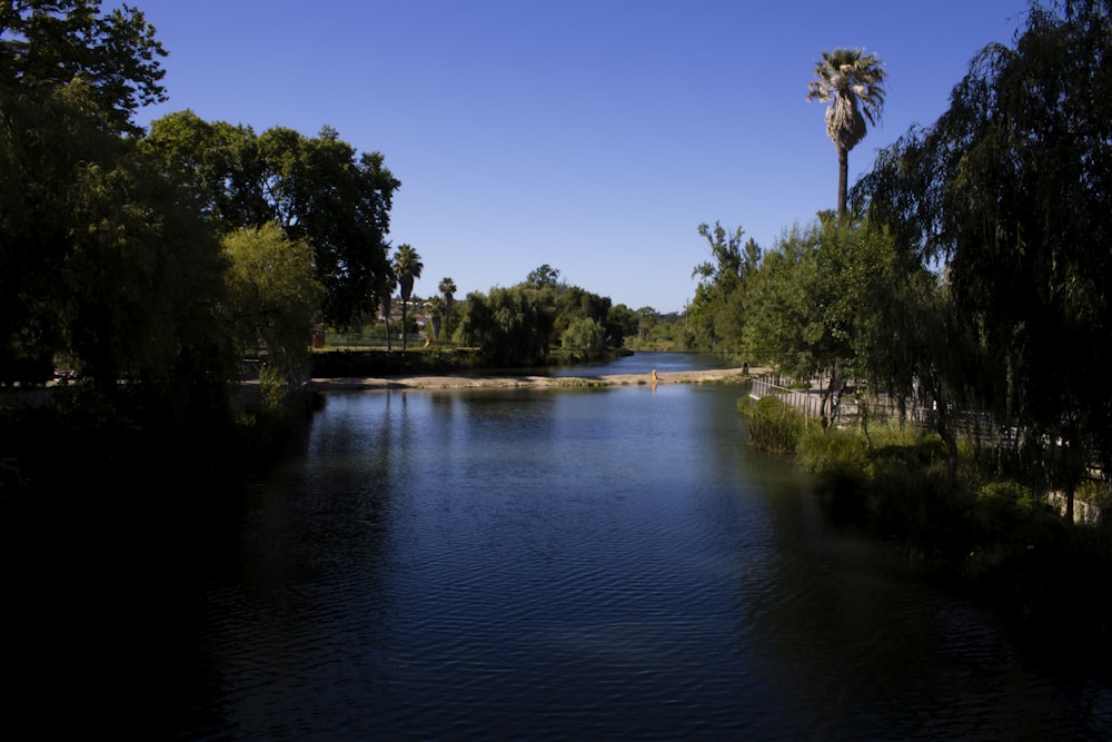 green trees beside river during daytime