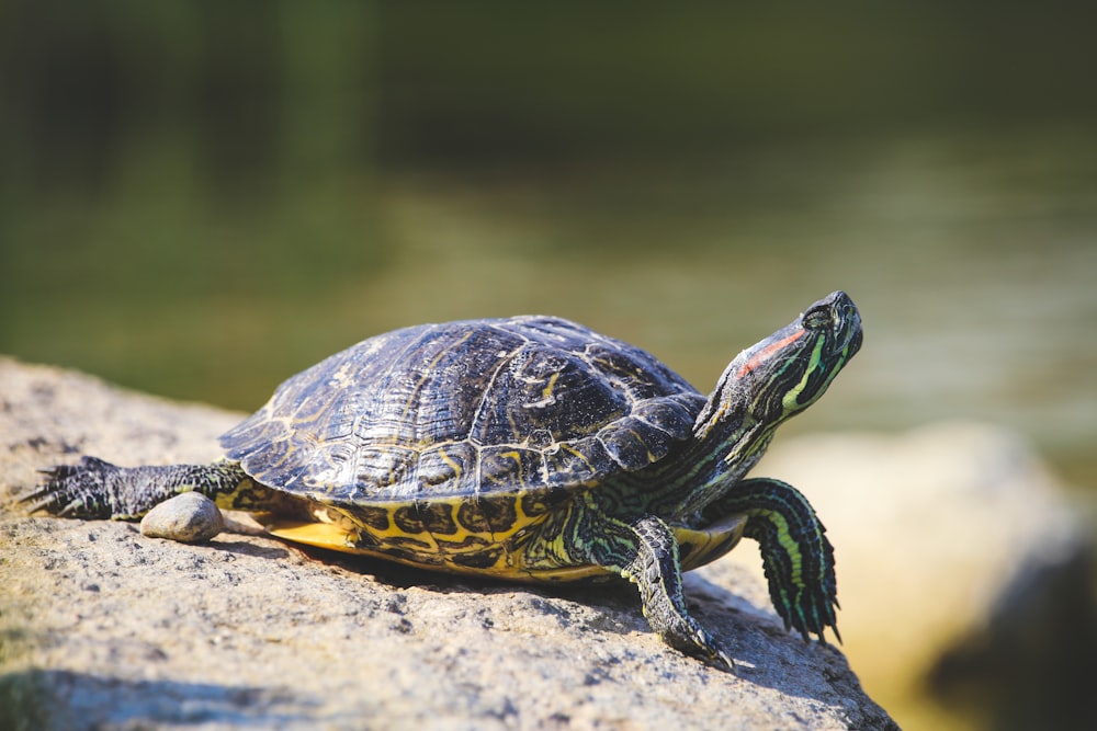 black and yellow turtle on rock