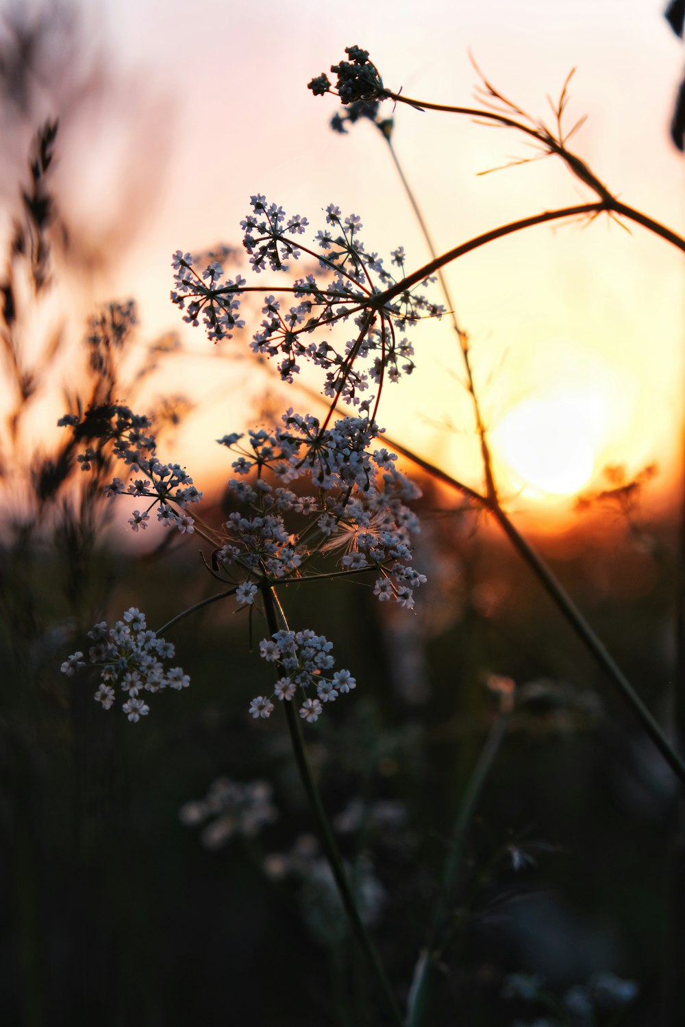 white flowers in tilt shift lens