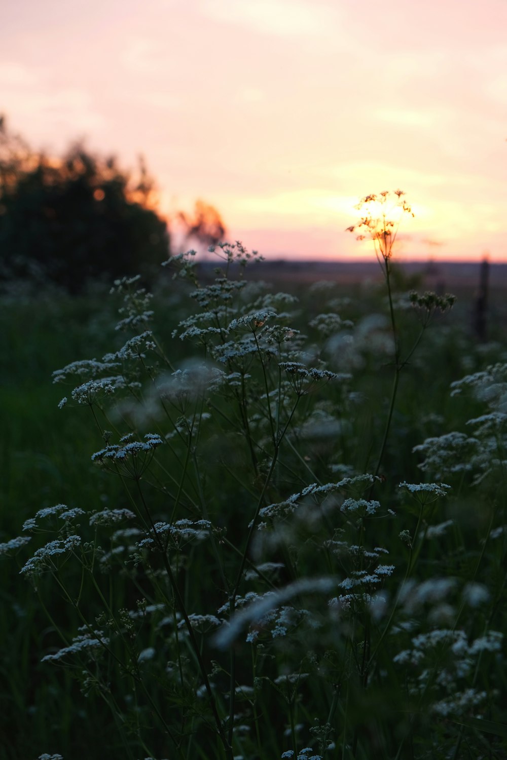 campo de grama verde durante o pôr do sol