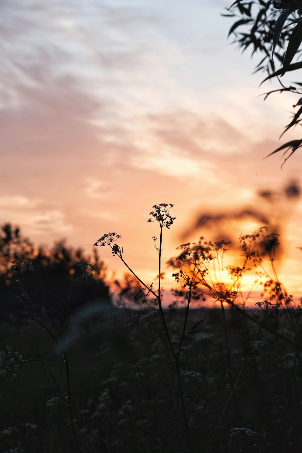 silhouette of plants under cloudy sky during daytime