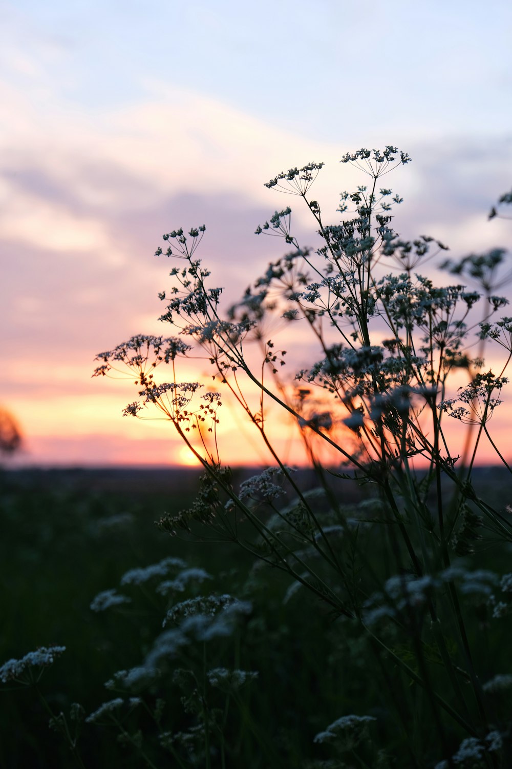 green grass field during sunset