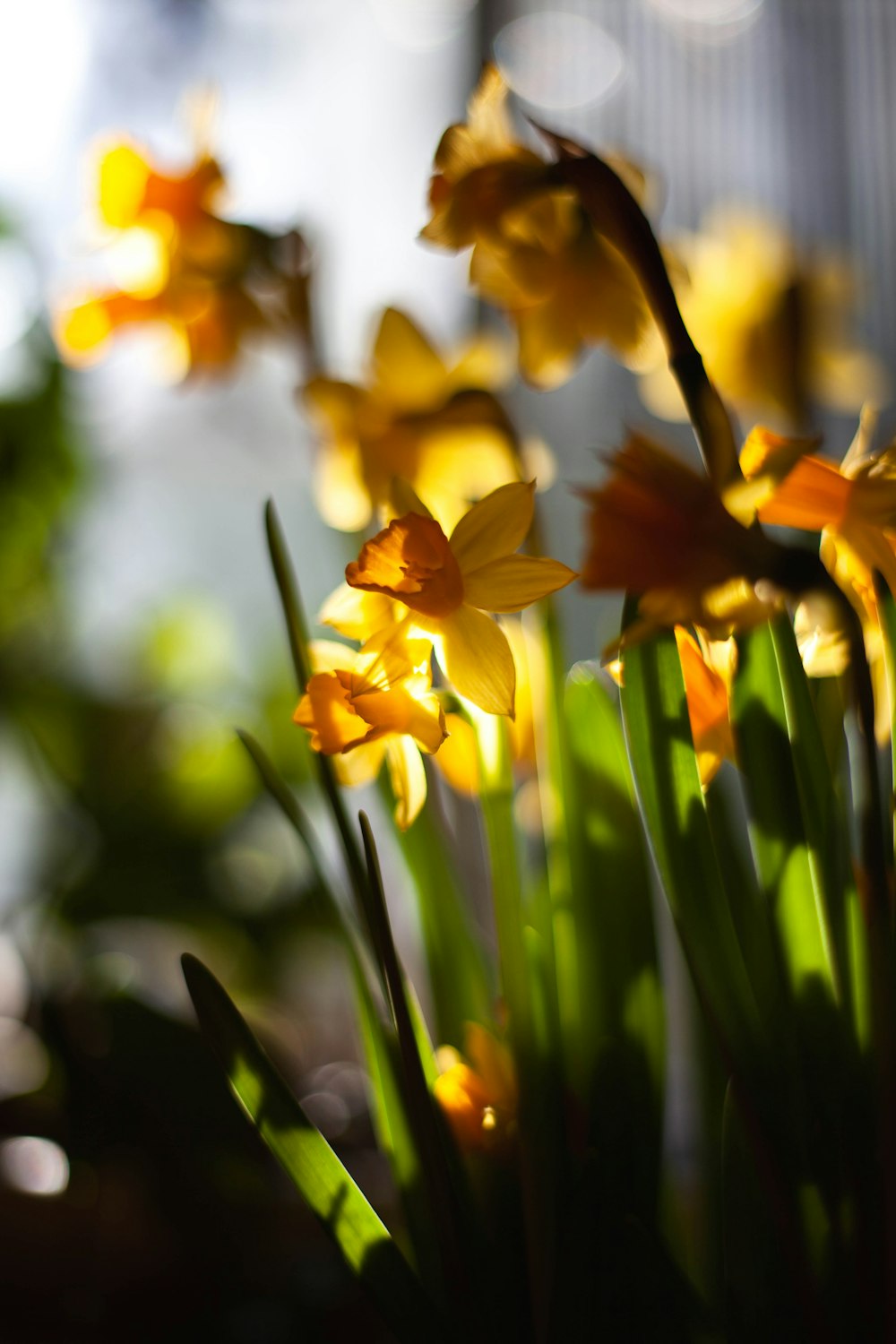 yellow daffodils in bloom during daytime