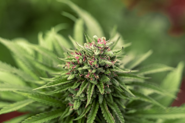 Close-up view of a cannabis plant bud with dense, spiky leaves and trichomes. The bud shows shades of green with subtle hints of pink or purple pistils.