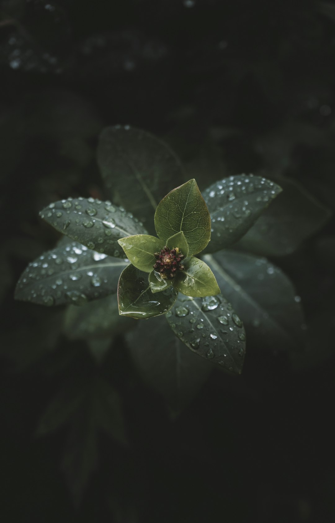 green leaf with water droplets